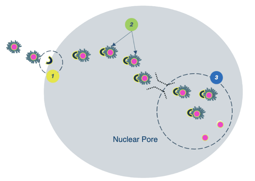 nuclear pore